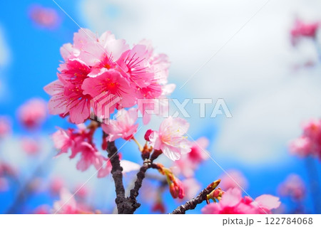 沖縄の桜 122784068