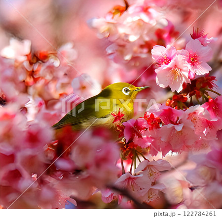 河津桜にとまるメジロ 122784261