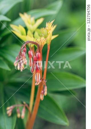 Vertical image of 'Gold Heart' bleeding heart. Lamprocapnos formerly Dicentra spectabilis 122784706
