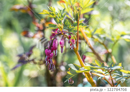 Vertical image of 'Gold Heart' bleeding heart. Lamprocapnos formerly Dicentra spectabilis Vertical image of 'Gold Heart' bleeding heart. Lamprocapnos formerly Dicentra spectabilis 122784708