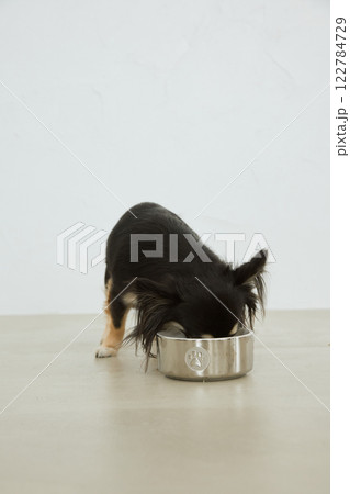 ドッグフードを食べる犬 ドッグフードを食べる犬 122784729