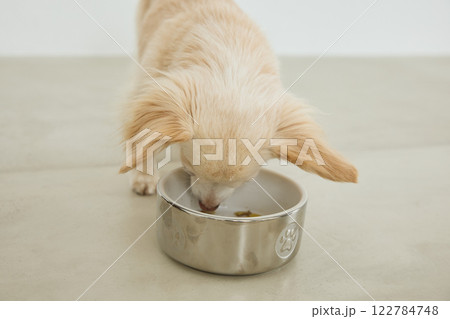 ドッグフードを食べる犬 122784748