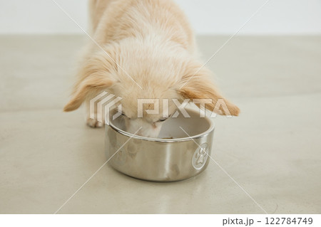 ドッグフードを食べる犬 ドッグフードを食べる犬 122784749