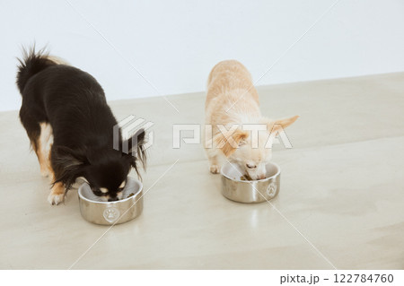 ドッグフードを食べる犬 ドッグフードを食べる犬 122784760