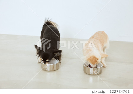 ドッグフードを食べる犬 ドッグフードを食べる犬 122784761
