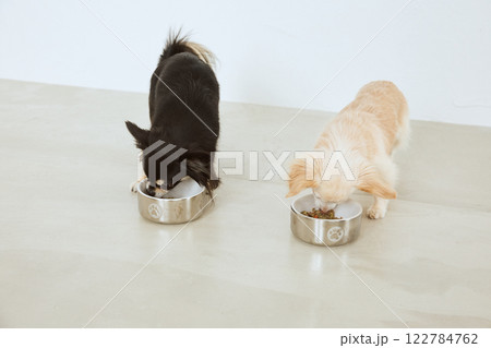 ドッグフードを食べる犬 ドッグフードを食べる犬 122784762