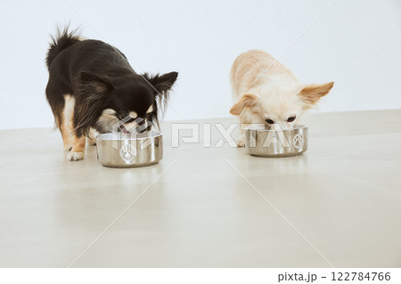 ドッグフードを食べる犬 ドッグフードを食べる犬 122784766