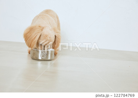ドッグフードを食べる犬 ドッグフードを食べる犬 122784769