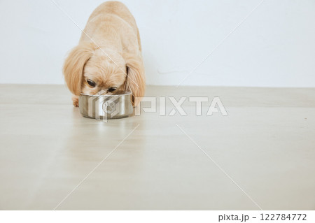 ドッグフードを食べる犬 122784772