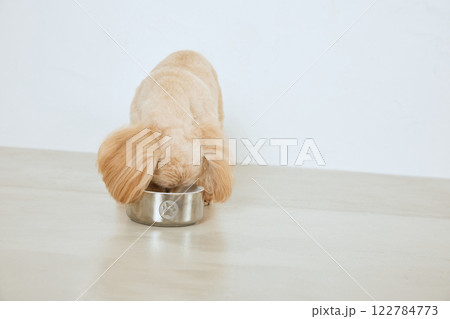 ドッグフードを食べる犬 ドッグフードを食べる犬 122784773