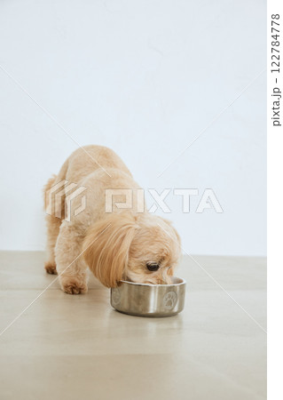 ドッグフードを食べる犬 122784778