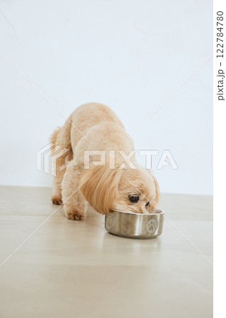 ドッグフードを食べる犬 ドッグフードを食べる犬 122784780