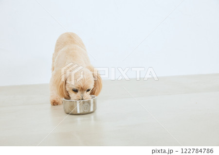 ドッグフードを食べる犬 122784786