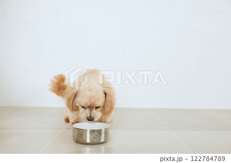 ドッグフードを食べる犬 ドッグフードを食べる犬 122784789