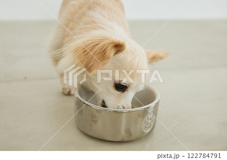 ドッグフードを食べる犬 122784791