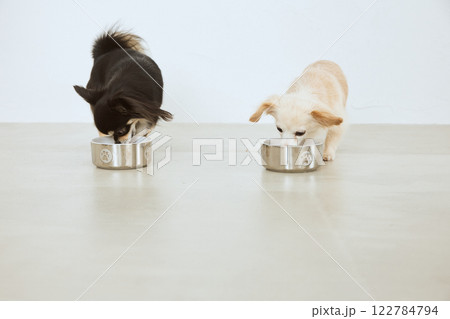 ドッグフードを食べる犬 ドッグフードを食べる犬 122784794