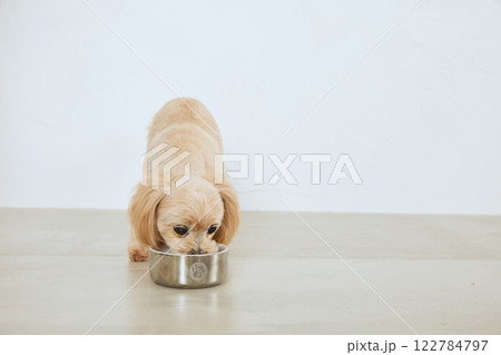 ドッグフードを食べる犬 122784797