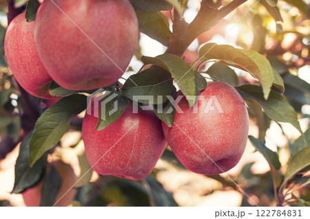 Many colorful ripe juicy apples on a branch in the garden ready for harvest in autumn. Apple orchard Many colorful ripe juicy apples on a branch in the garden ready for harvest in autumn. Apple orchard 122784831