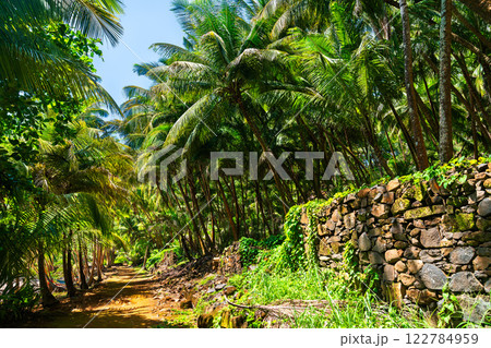Ruins of a penal colony in Saint Joseph Island, Salvation Islands, French Guiana, South America 122784959