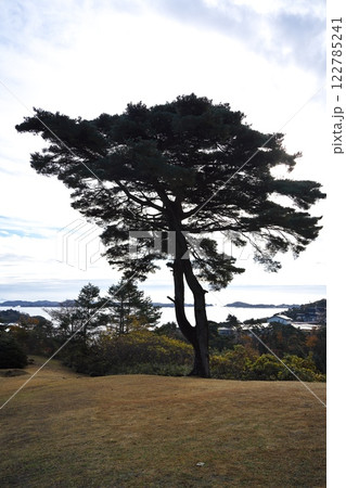 秋空の西行戻しの松公園　カフェ ル・ロマンの松越しに松島湾を望む 122785241