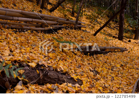 イチョウの絨毯 122785499