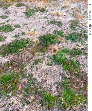 早春の休耕地風景 早春の休耕地風景 122786091