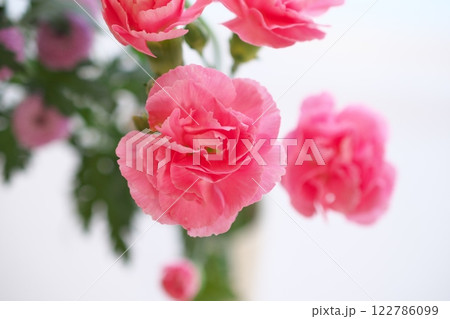 スプレーカーネーションのクローズアップ 122786099