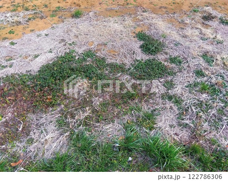 早春の休耕地風景 早春の休耕地風景 122786306