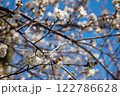 白い梅の花 122786628