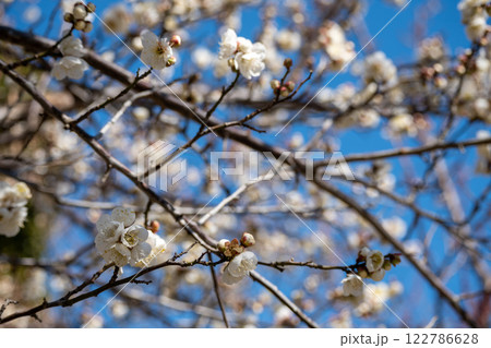 白い梅の花 白い梅の花 122786628