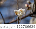 白い梅の花と蜂 122786629