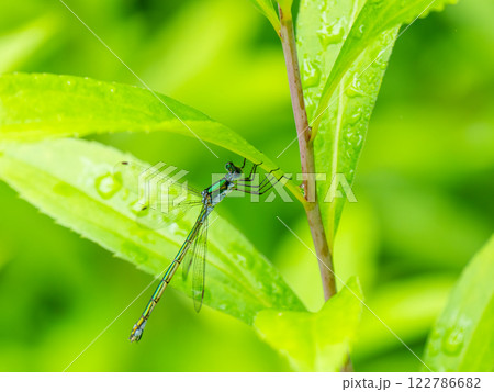アオイトトンボ 122786682