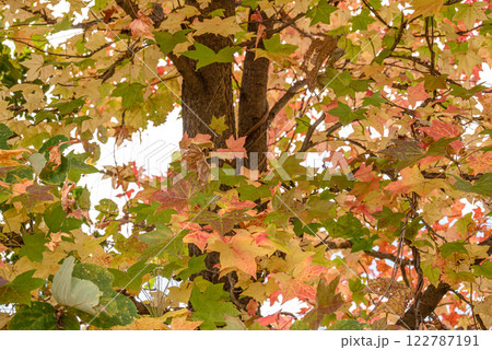 鮮やかな紅葉 鮮やかな紅葉 122787191