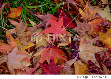 紅葉したモミジの落ち葉 紅葉したモミジの落ち葉 122787318