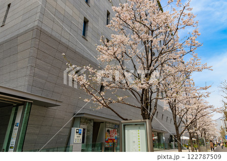 東京 千代田区 一ツ橋 小学館前の桜 東京 千代田区 一ツ橋 小学館前の桜 122787509