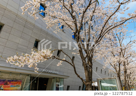 東京 千代田区 一ツ橋 小学館前の桜 東京 千代田区 一ツ橋 小学館前の桜 122787512