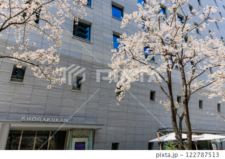 東京　千代田区 一ツ橋　小学館前の桜 122787513