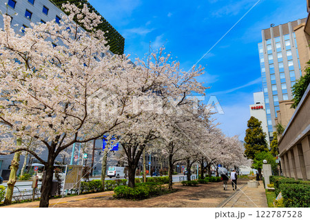 東京　千代田区 神田神保町　東京パークタワー前の桜 122787528
