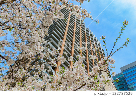 東京　千代田区 神田神保町　東京パークタワー前の桜 122787529