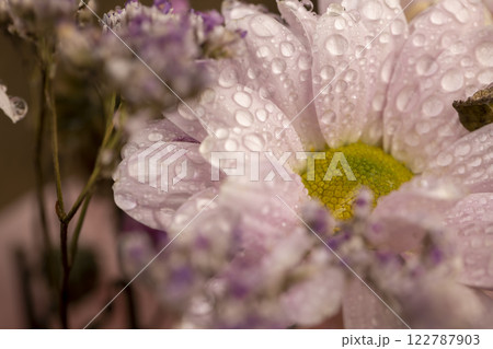 bouquet of purple fragrant wet daisies bouquet of purple fragrant wet daisies 122787903