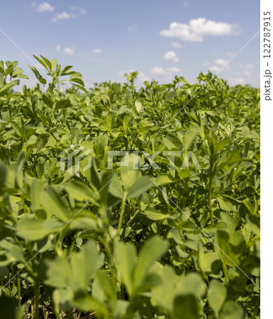 green vegetation in the field for feeding cows and farm animals green vegetation in the field for feeding cows and farm animals 122787915