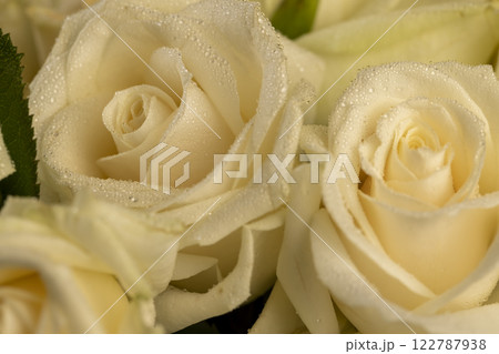 a group of small roses for gifts and other festive events a group of small roses for gifts and other festive events 122787938