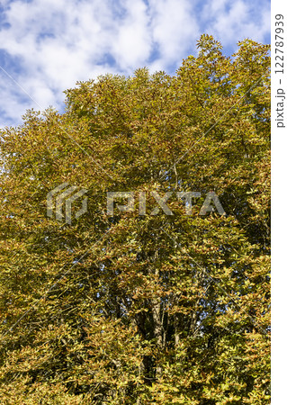 deciduous chestnut trees in the park at the end of summer 122787939