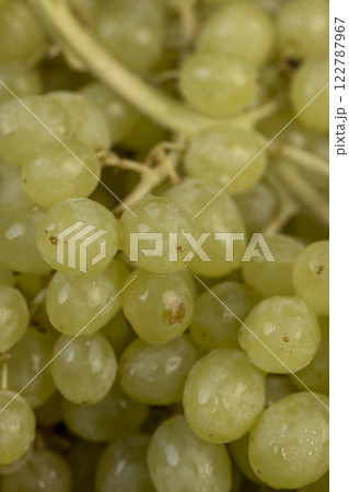 a large number of ripe green grapes are on the table a large number of ripe green grapes are on the table 122787967