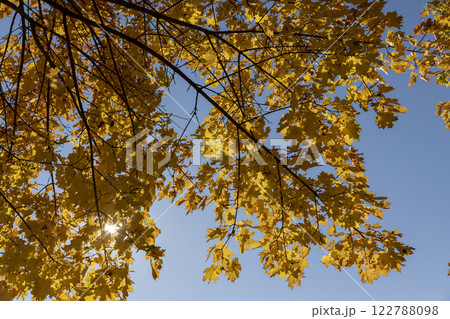 yellowing maple foliage before leaf fall 122788098