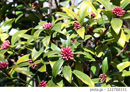 早春の日差しの中で開花を待つ沈丁花の蕾(2月) 早春の日差しの中で開花を待つ沈丁花の蕾(2月) 122788131