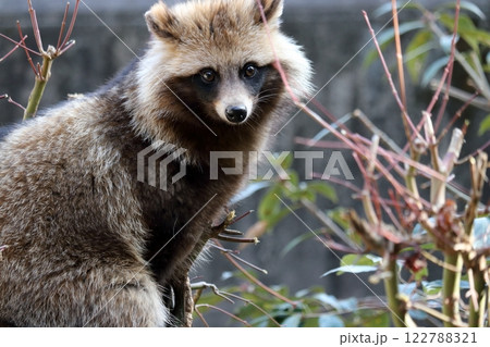 木の上のホンドタヌキ 木の上のホンドタヌキ 122788321