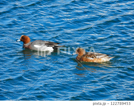 池で泳ぐヒドリガモのカップル 池で泳ぐヒドリガモのカップル 122789453