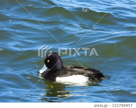 湖で泳ぐキンクロハジロのオス 122789457