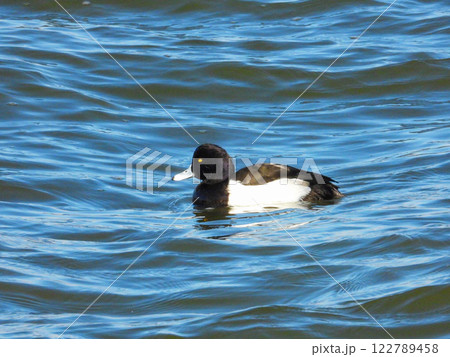 湖で泳ぐキンクロハジロのオス 122789458